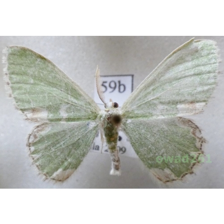 Comibaena bajularia (Denis & Schiffermüller, 1775) Czech59b